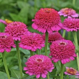 Zinderella Purple, Zinnia Seeds